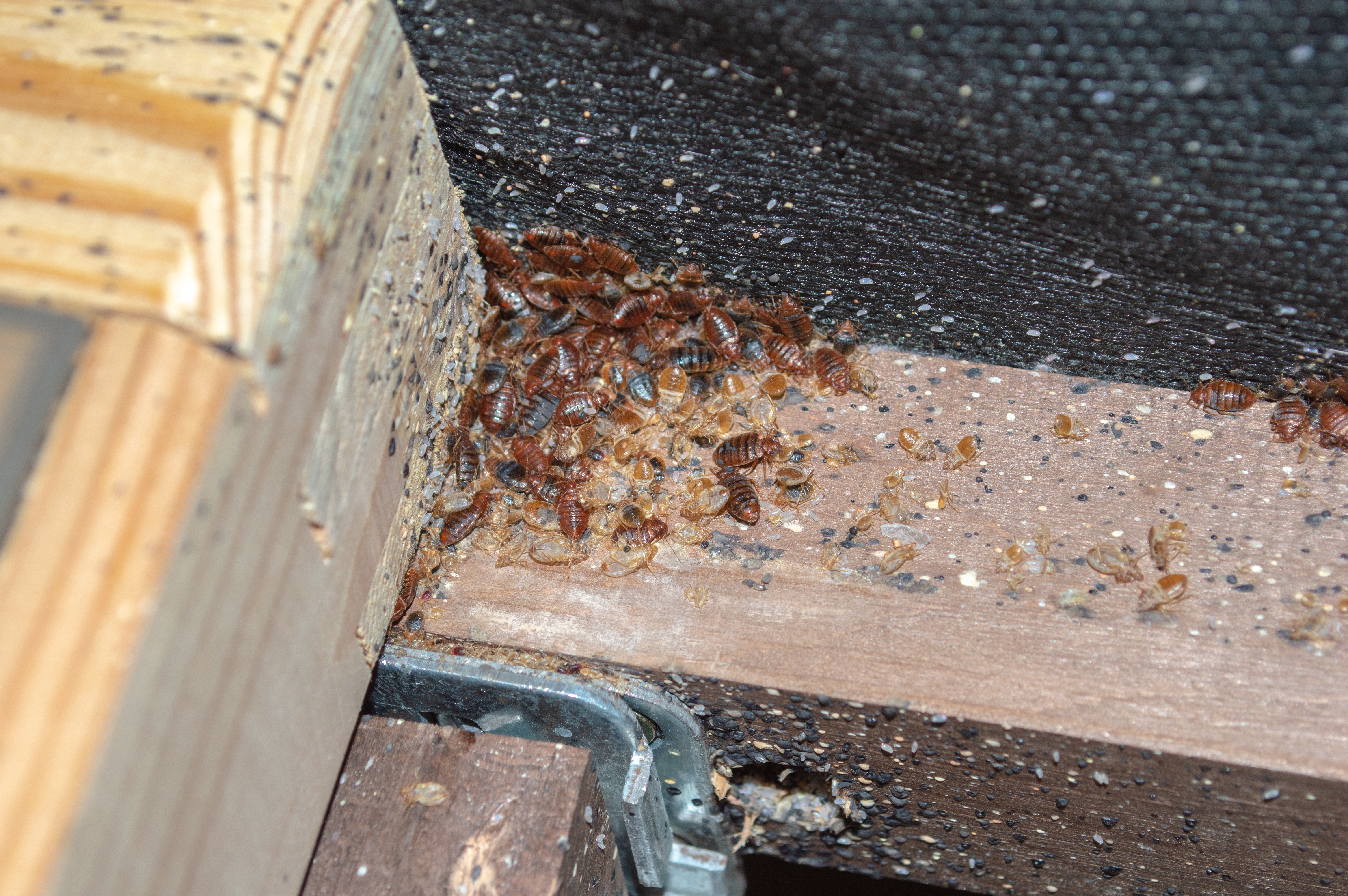 Amisfield Pest Services
